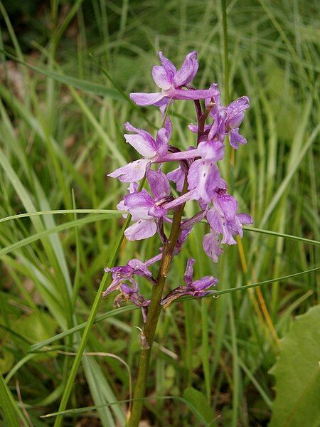 File:Orchis mascula 02.jpg