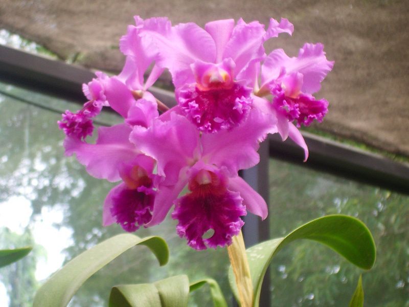 File:Orquidea1.jpg