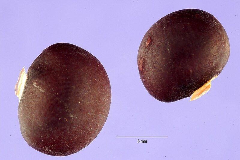 File:Pachyrhizus ahipa seeds.jpg