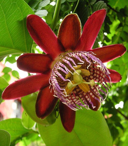 File:Passiflora alata.jpg