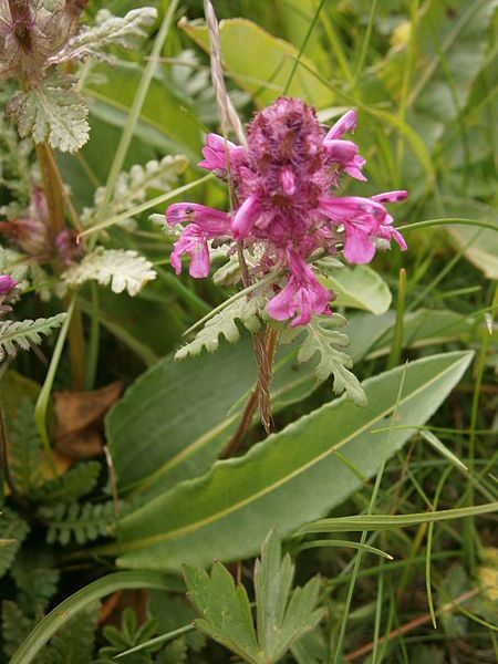 File:Pedicularis verticillata 002.JPG