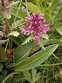 Pedicularis verticillata