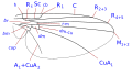 Phytomyzinae wing veins (with discal cell)