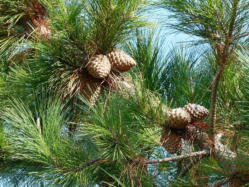 File:Pinus radiata Montjuic.JPG