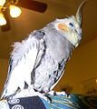 Cockatiel with a plucked chest, on Feather-plucking