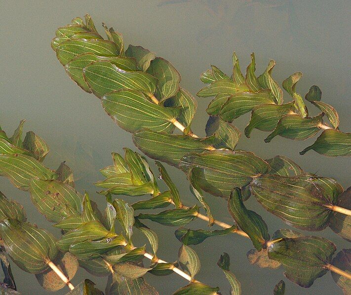 File:PotamogetonPerfoliatus.jpg