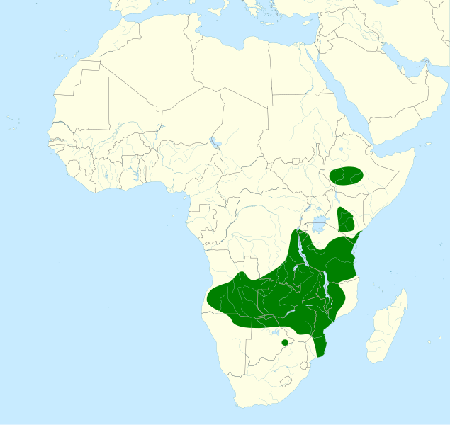 File:Prodotiscus zambesiae map.svg