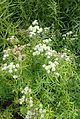 Pycnanthemum tenuifolium with ripening seed