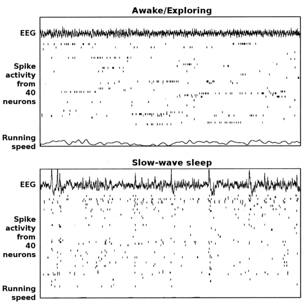 File:Rat-hippocampal-activity-modes.png