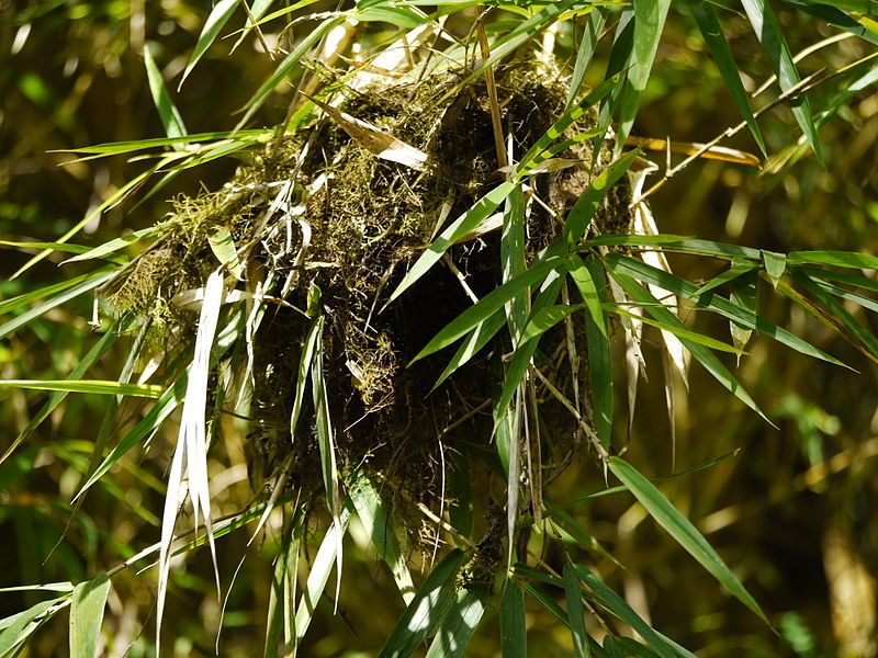 File:Red-faced Spinetail Nest.jpg