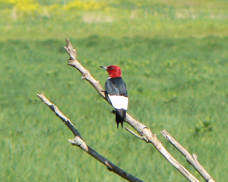 File:Red Headed Woodpecker5.JPG