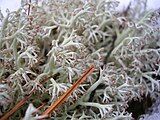 Reindeer lichen.