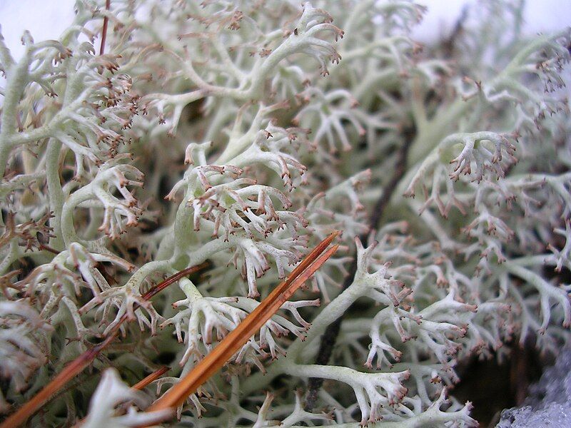 File:Reindeer lichen.JPG