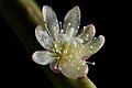 Rhipsalis floccosa subspecies tucumanensis