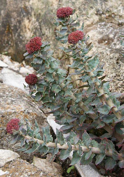 File:Rhodiola heterodonta.jpg