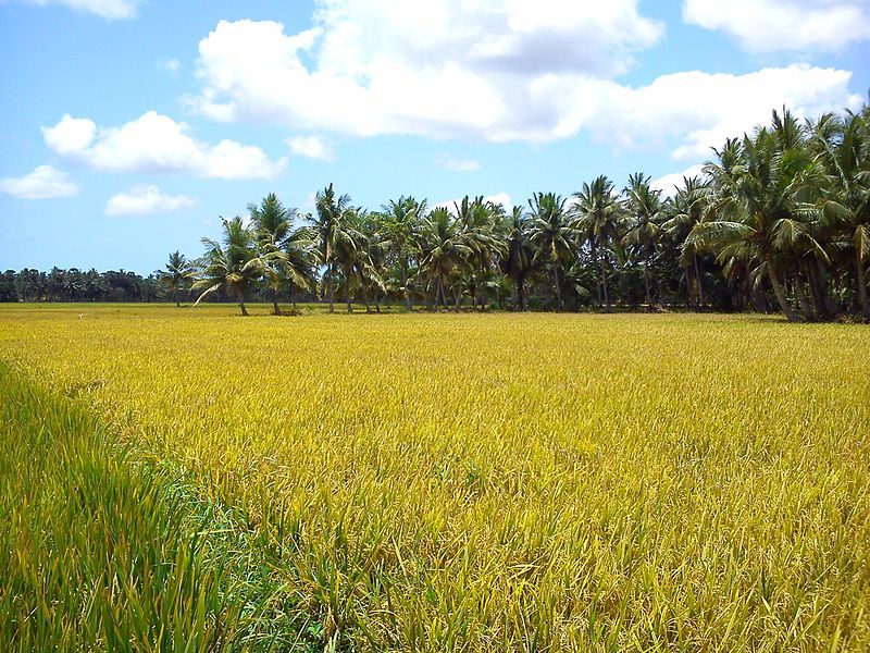 File:Rice field 2.jpg