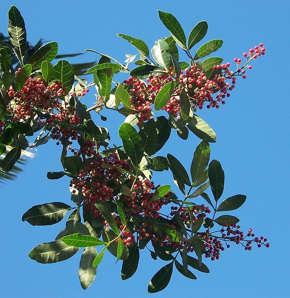 File:Schinus terebinthifolius fruits.JPG