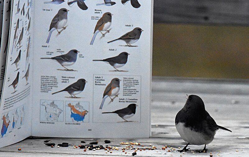 File:Slate-coloured Junco.jpg