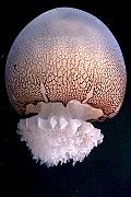 Cannonball jellyfish (Stomolophus meleagris).