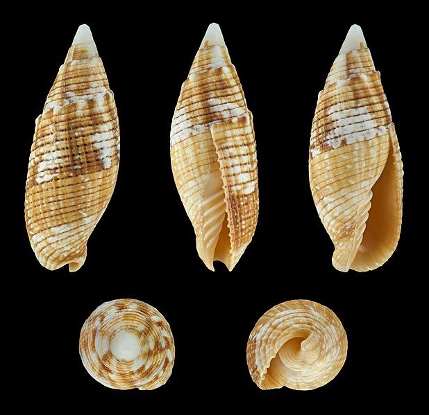 File:Strigatella imperialis 01.JPG