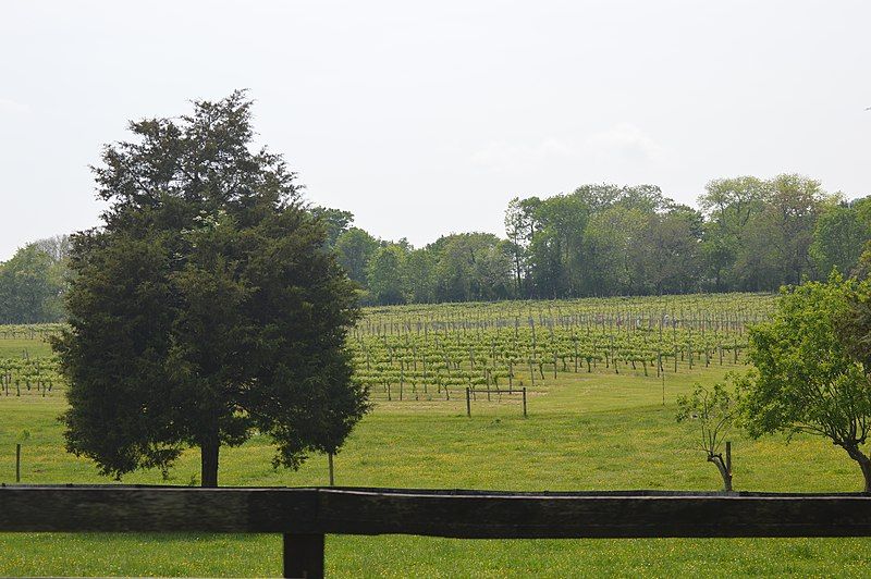 File:Sunnyfields vineyards.jpg