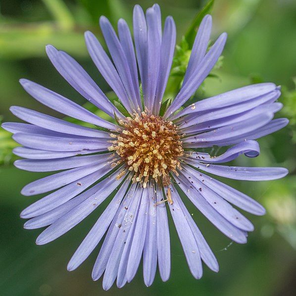 File:Symphyotrichum puniceum flower.jpg