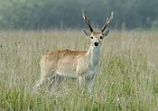 Pampas deer