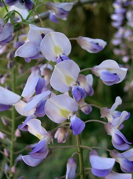 File:Wisteria floribunda8.jpg