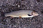 Yellowstone cutthroat trout