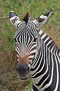 Zebra portrait