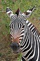 Plains Zebra