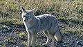 Chilla fox, common in the region