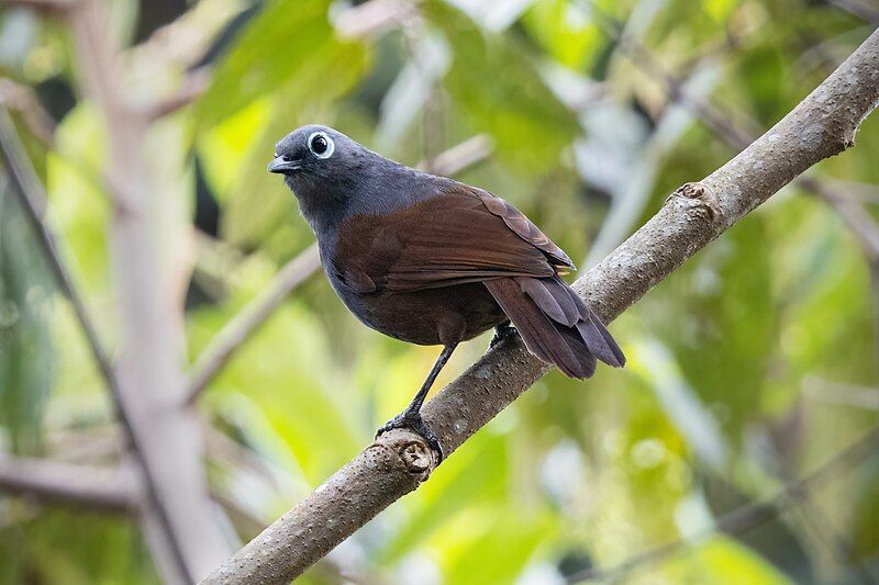 File:0A2A3704 Sunda Laughingthrush.jpg