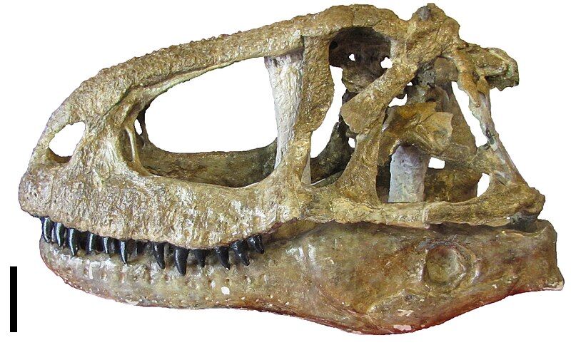 File:Abelisaurus skull.jpg