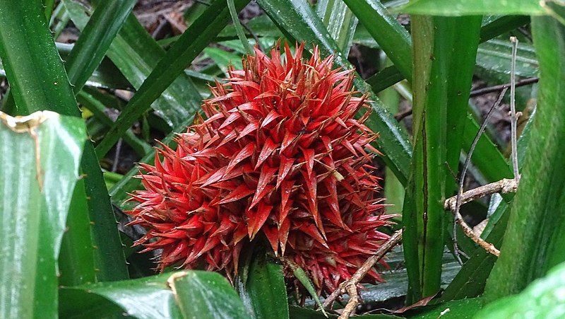 File:Aechmea magdalenae 58396816.jpg