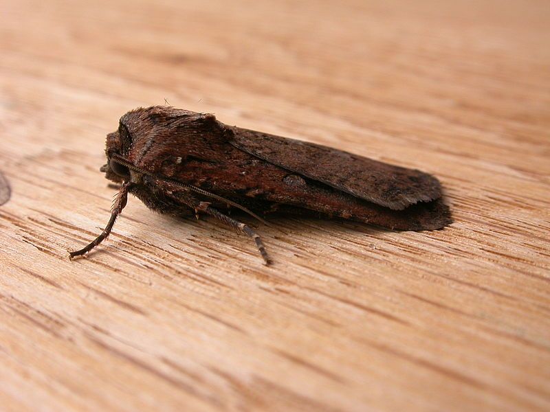 File:Agrotis infusa (5163383227).jpg