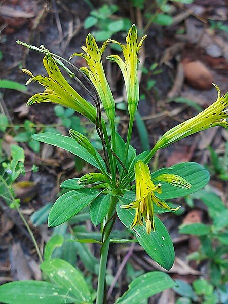 File:Alstroemeria ochracea.jpg