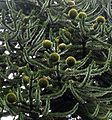 Female cones of monkey-puzzle (Araucaria araucana)