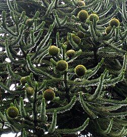 Araucaria araucana with seed cones