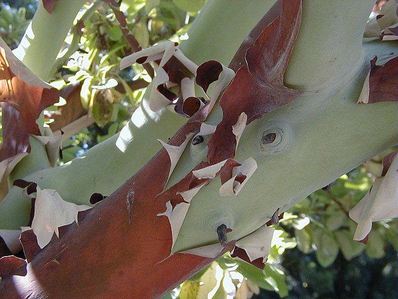 File:Arbutus andrachne2.jpg