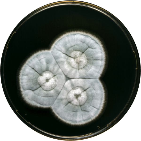 File:Aspergillus tsurutae yes.png