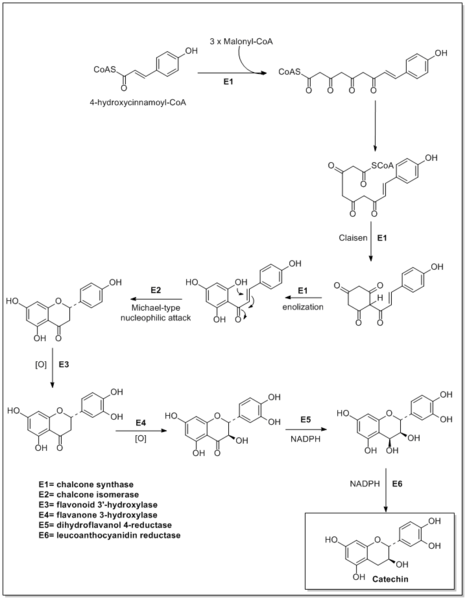 File:Biosynthesis of catechin.png