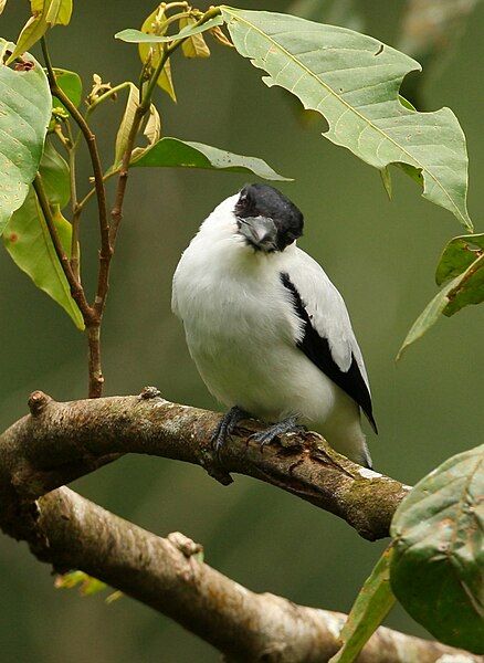 File:Black-crowned tityra.jpg