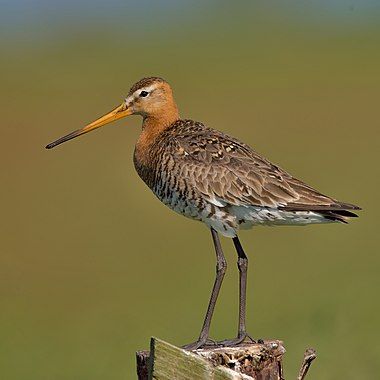 Black-tailed godwit