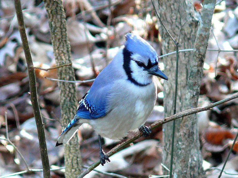 File:Blue Jay-27527.jpg