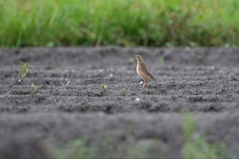 File:Blyth's-Pipit.jpg