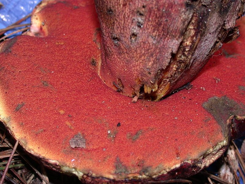 File:Boletus pulcherrimus 8405.jpg