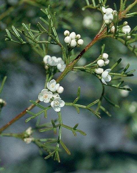 File:Boronia bipinnata.jpg