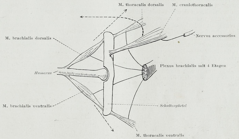 File:Braus 1921 126.png