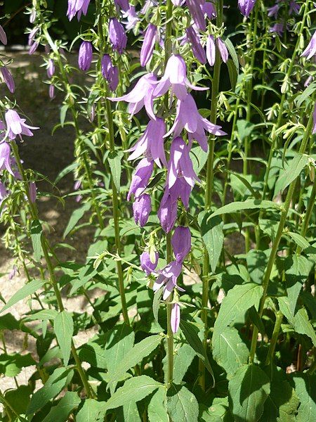 File:Campanula rapunculoides HRM2.JPG